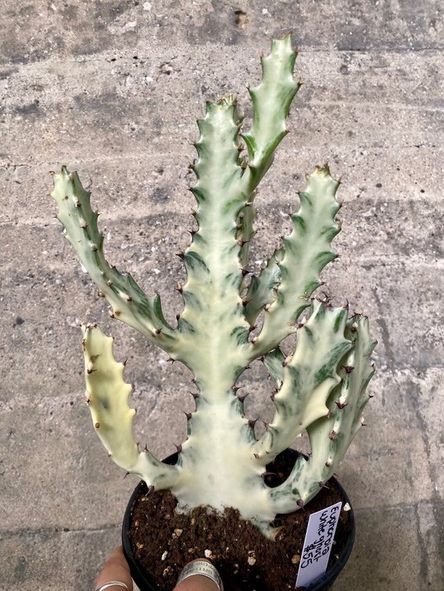 Plants | The Green Crow Plants